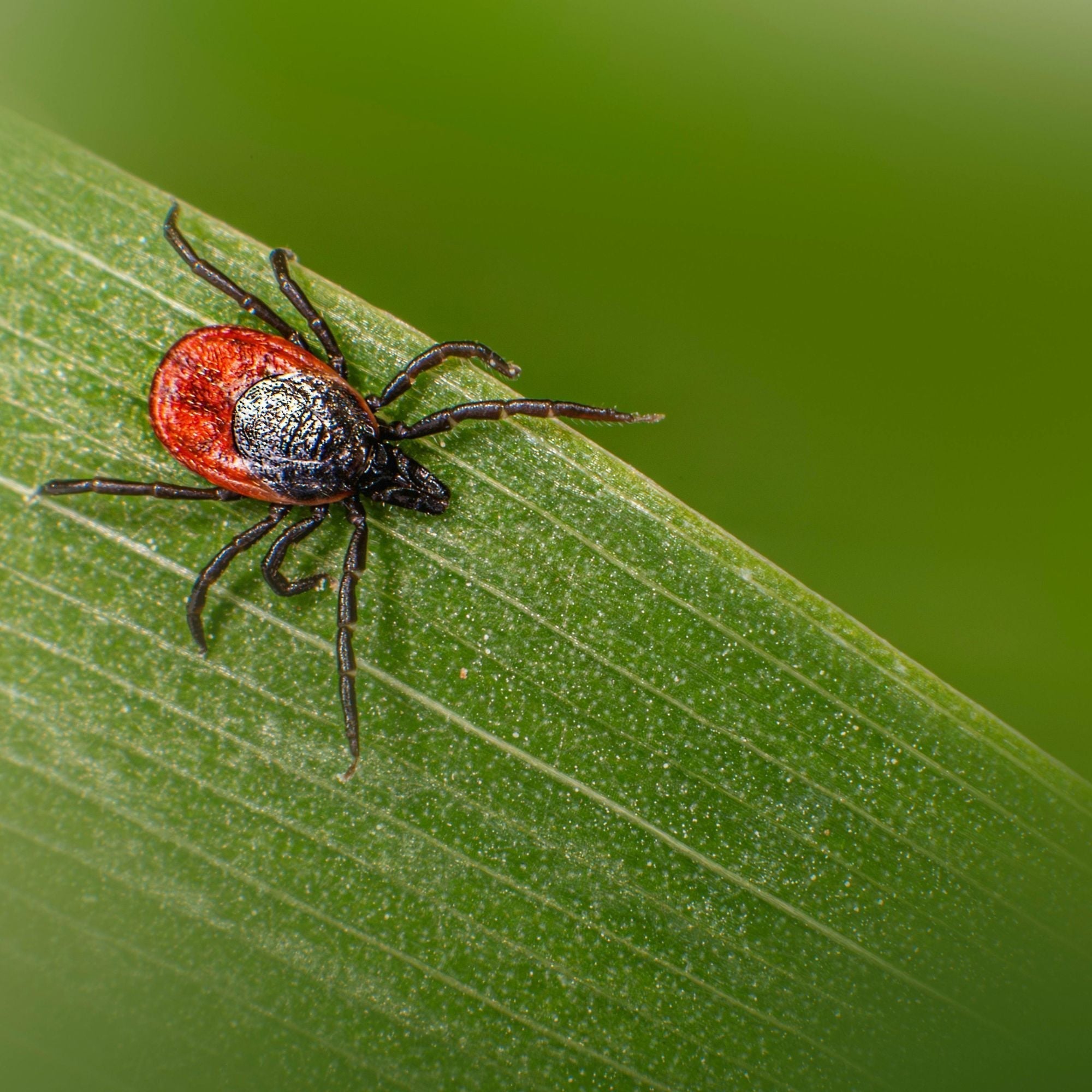 Warum Borreliose oft lange unbemerkt bleibt