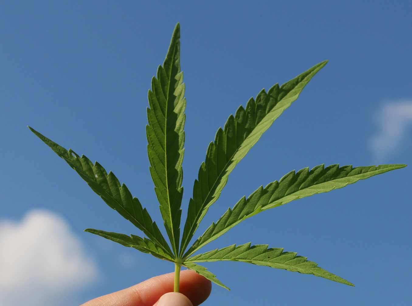 Cannabis