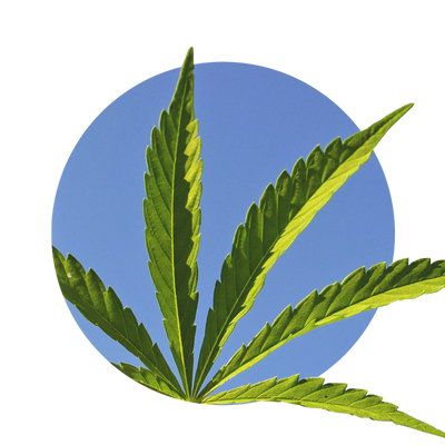 Cannabis