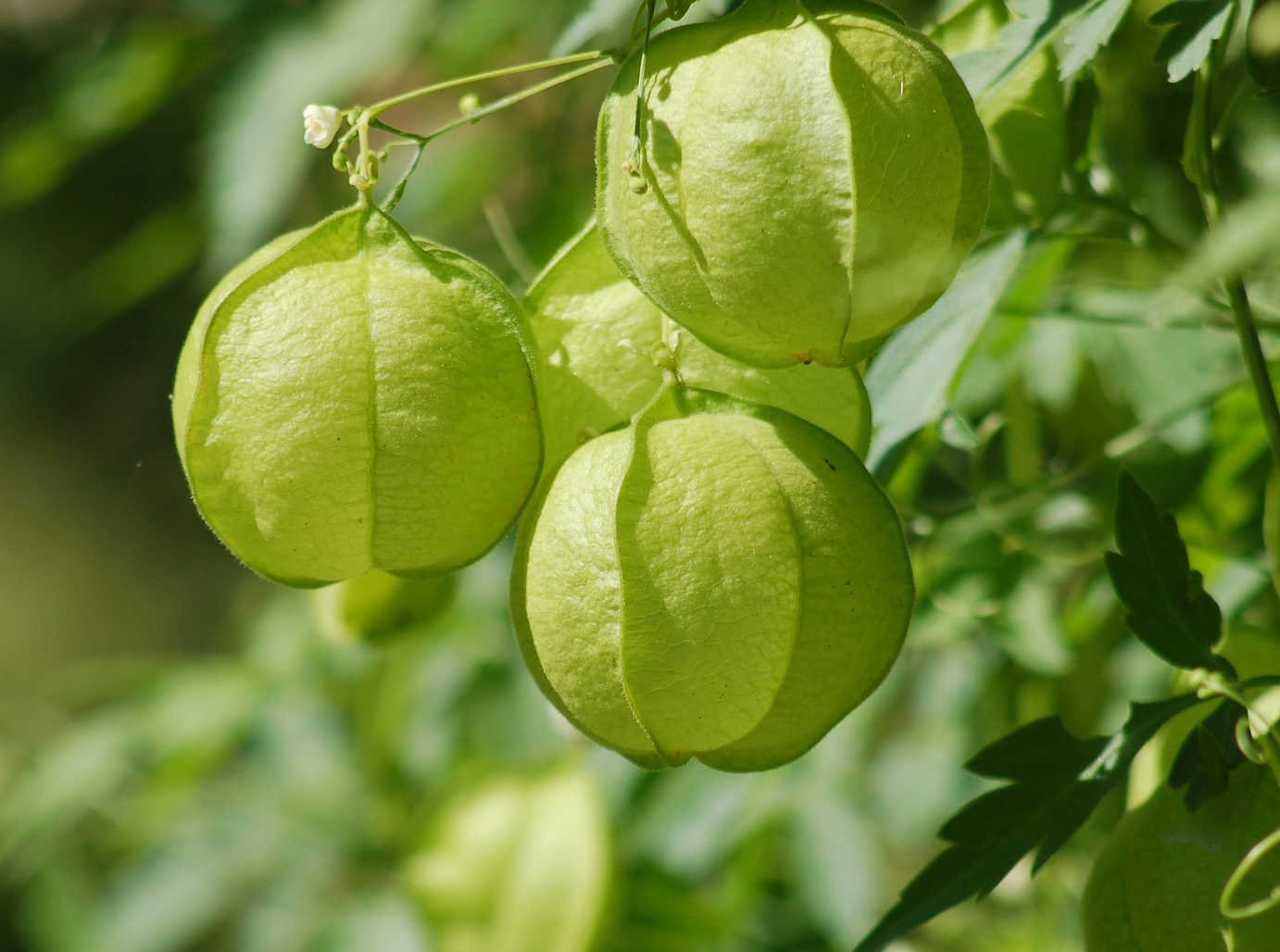 Ballonpflanze, Herzsamen