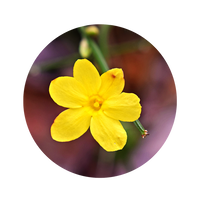 Wilder Jasmin