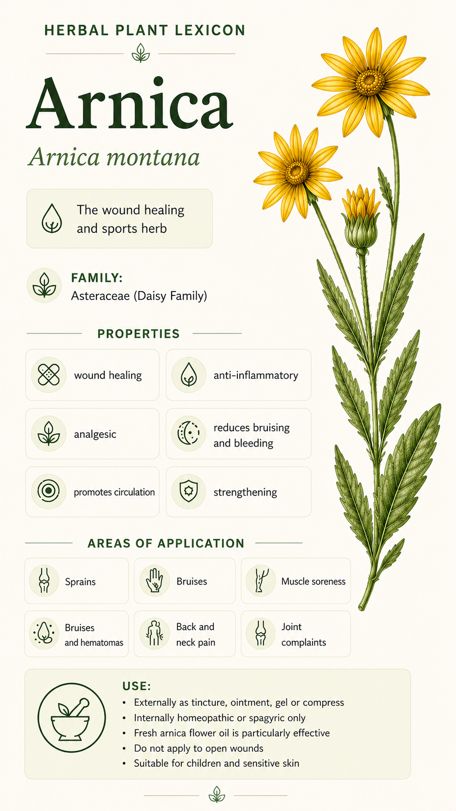 Arnica: Properties, Uses & Effects