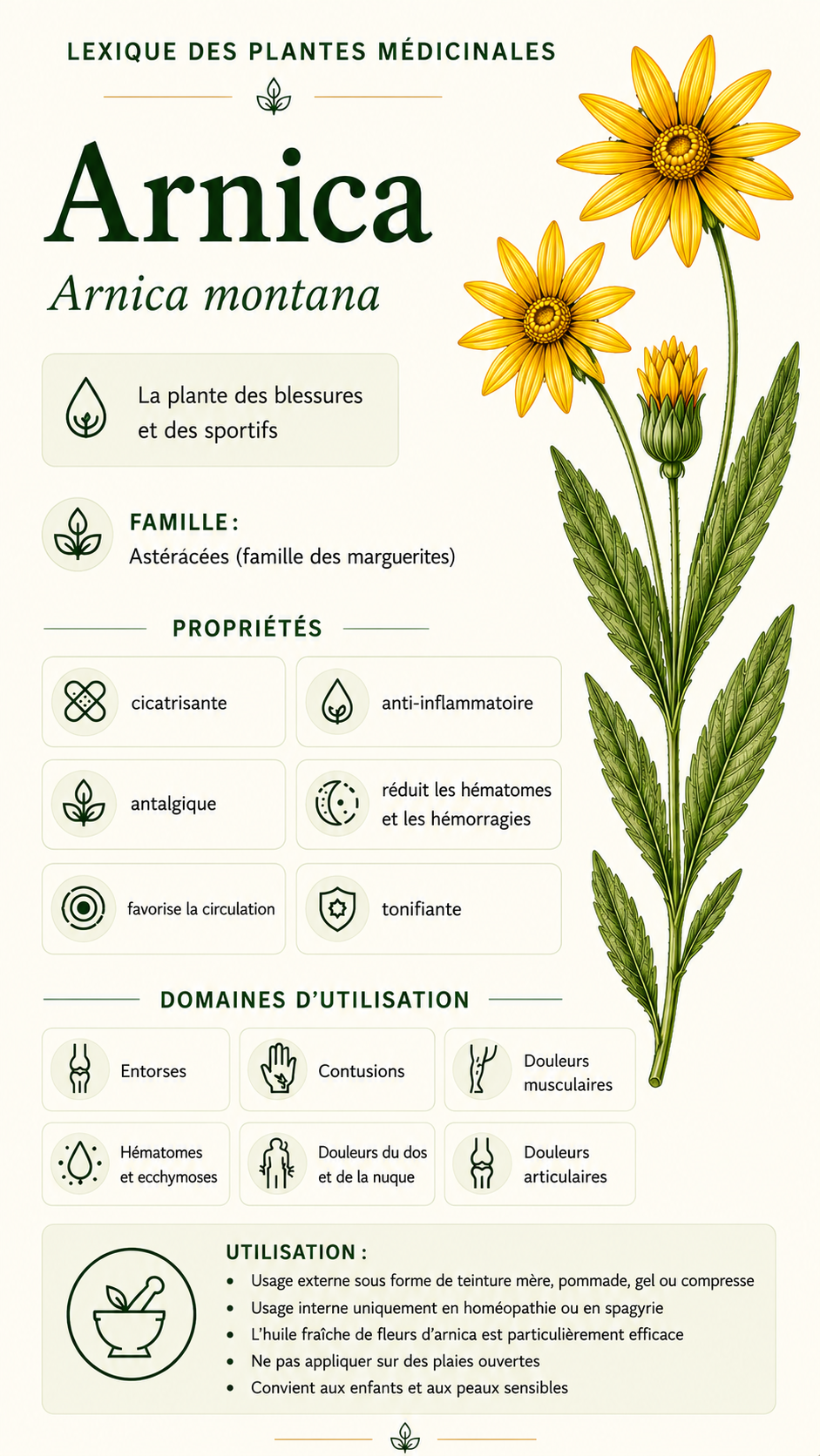 Arnica : propriétés, utilisation et effets