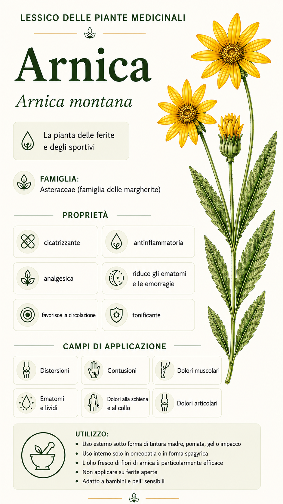 Arnica: proprietà, uso ed effetti