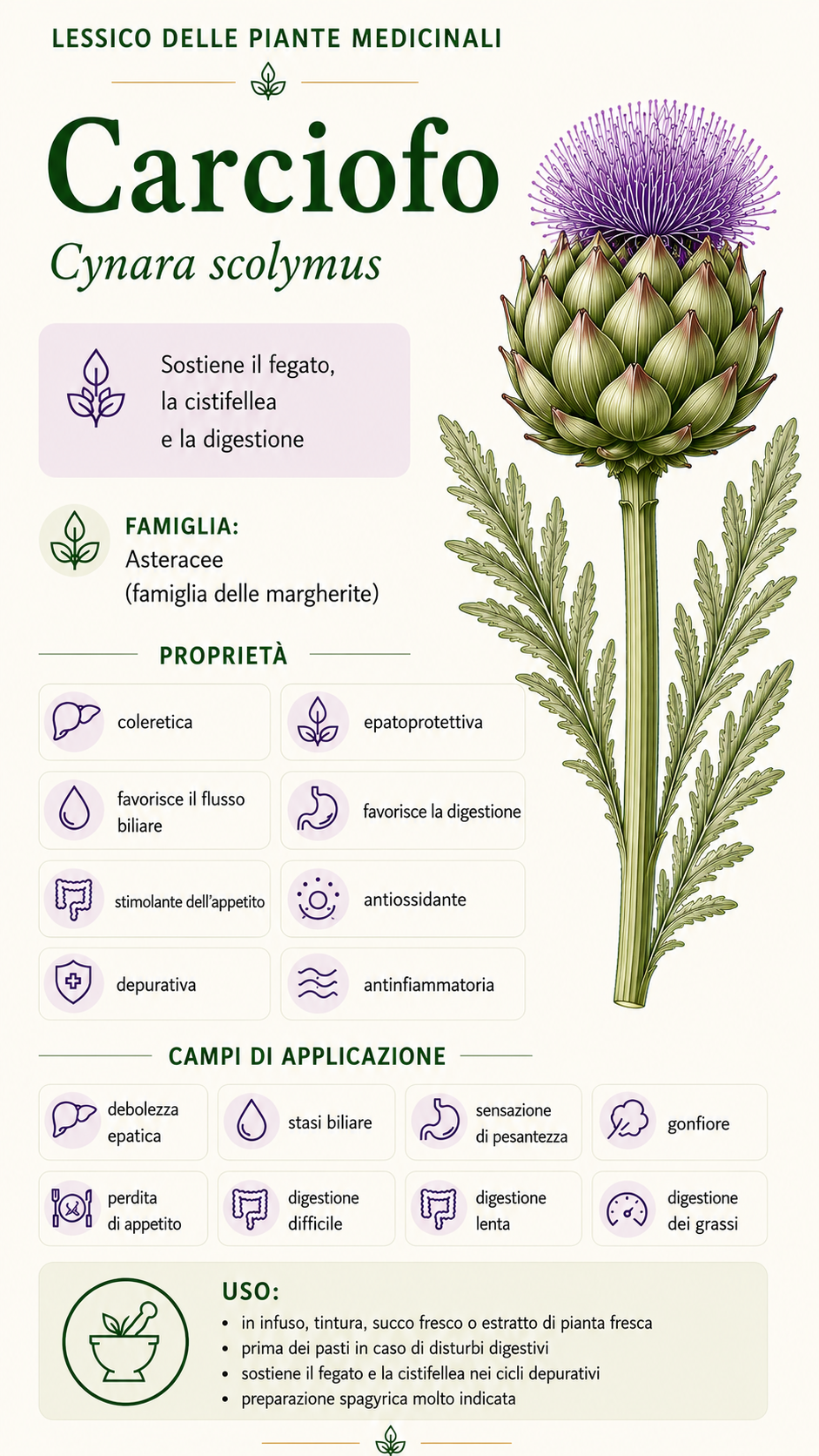 Carciofo: proprietà, uso ed effetti
