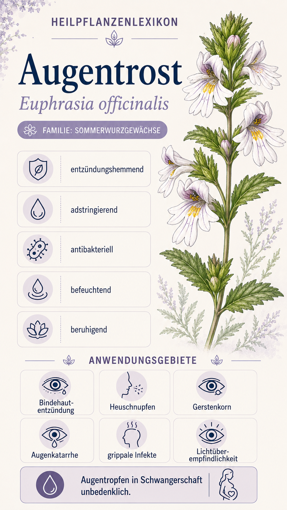 Augentrost: Eigenschaften, Anwendung & Wirkung