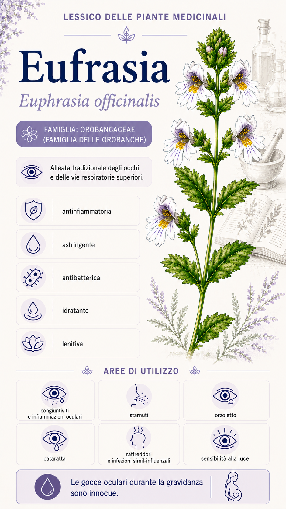 Eufrasia: proprietà, uso ed effetti