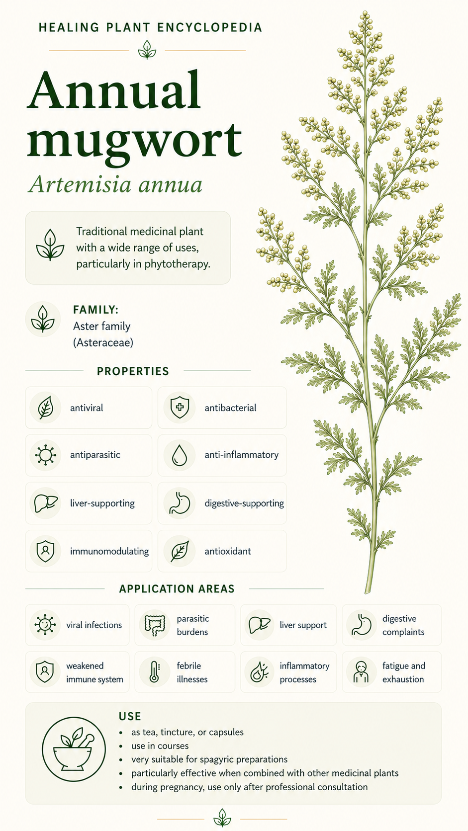 Annual Mugwort: Properties, Uses, and Effects