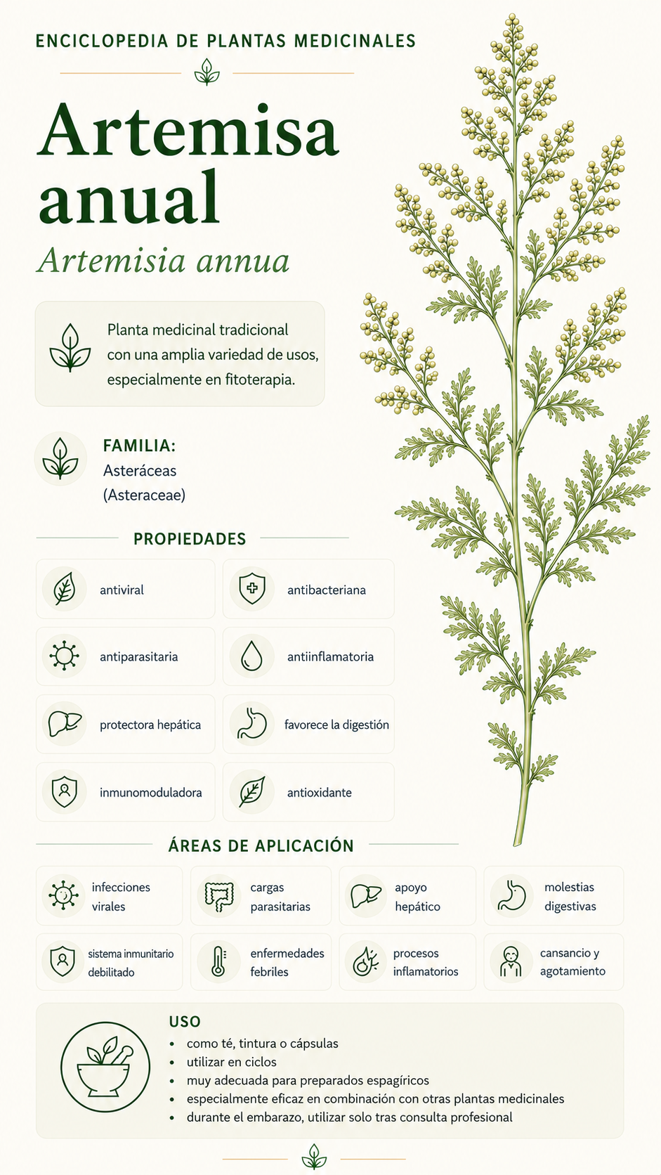 Artemisa anual: propiedades, usos y efectos