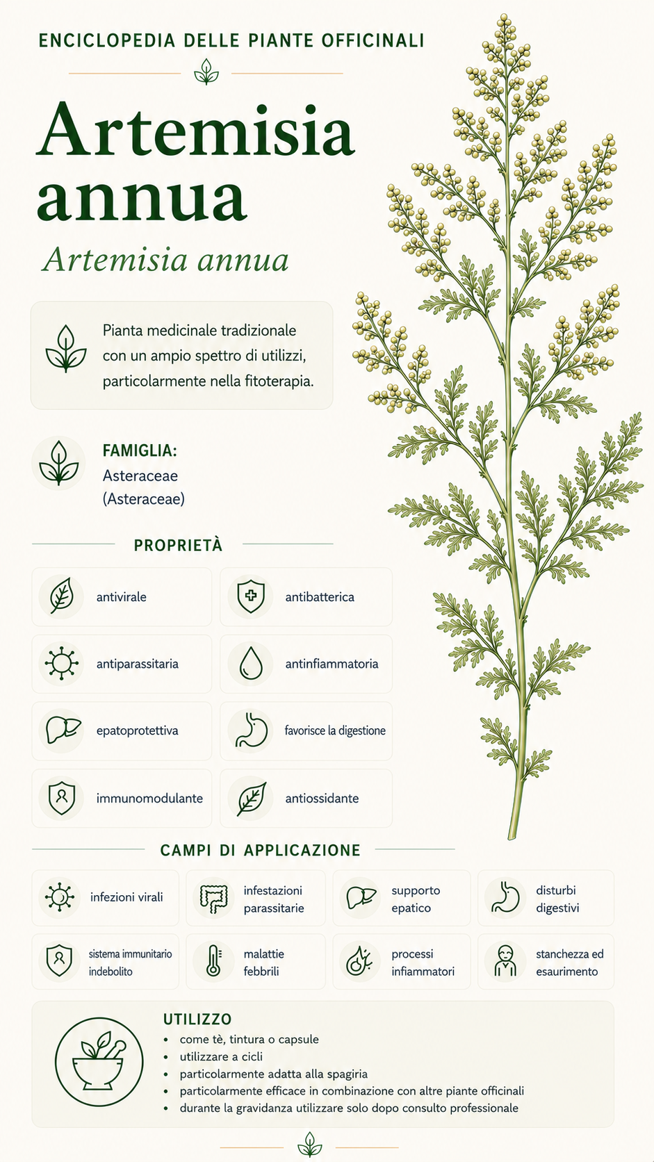 Artemisia annua: proprietà, uso ed effetti