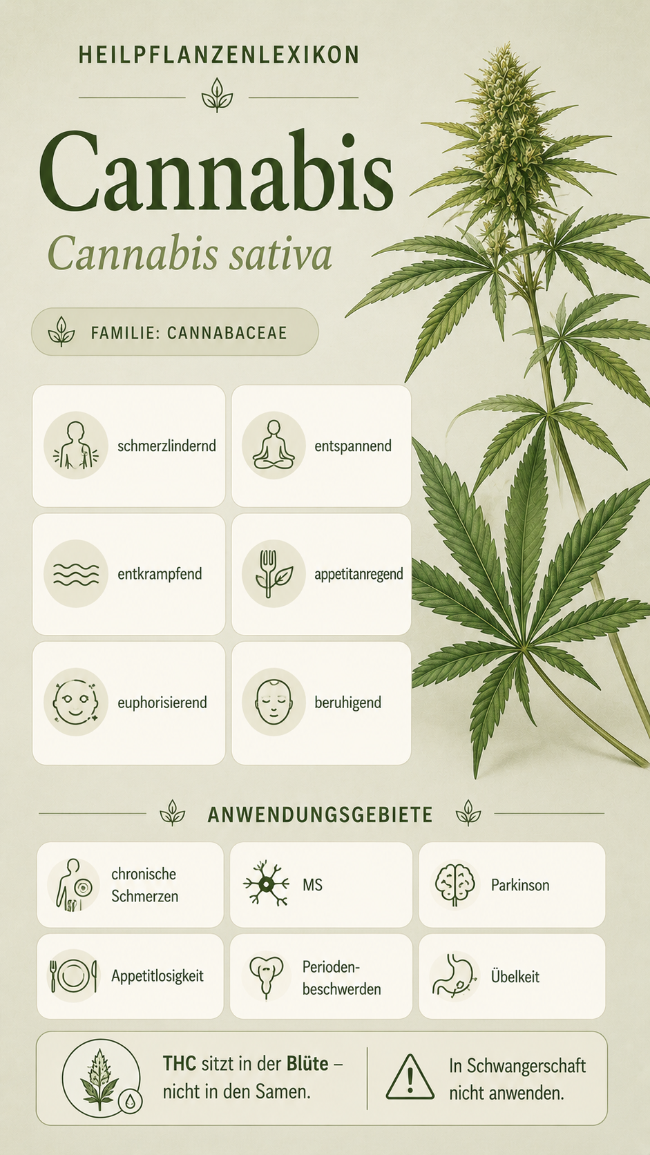 Cannabis: Eigenschaften, Anwendung & Wirkung