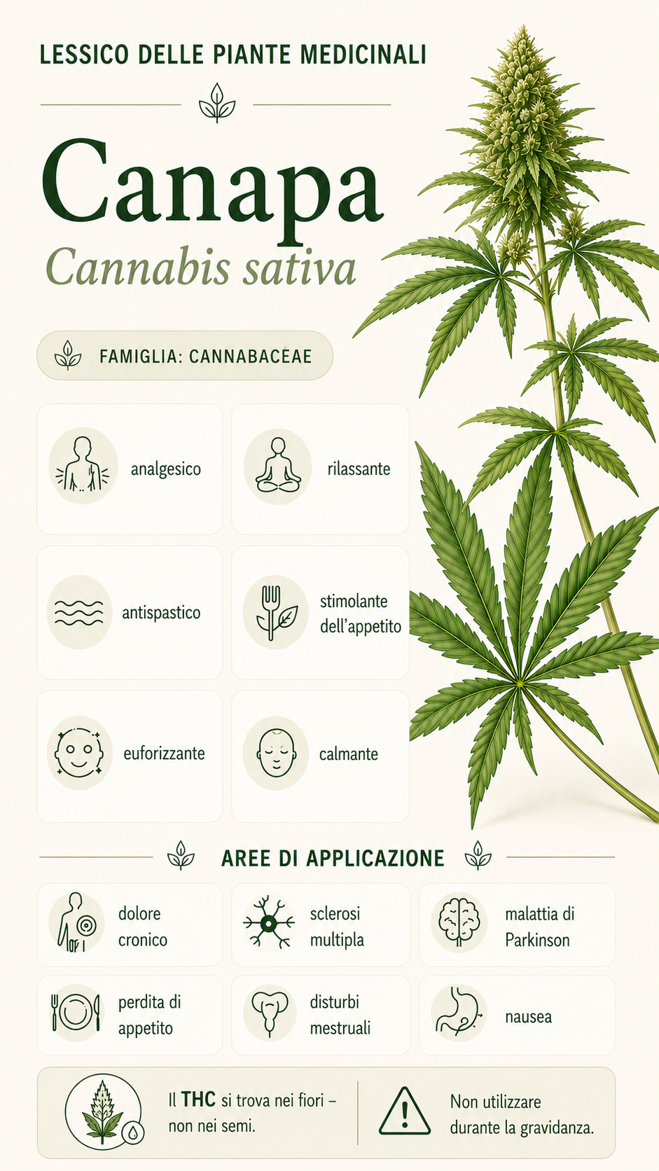 Cannabis: proprietà, uso ed effetti
