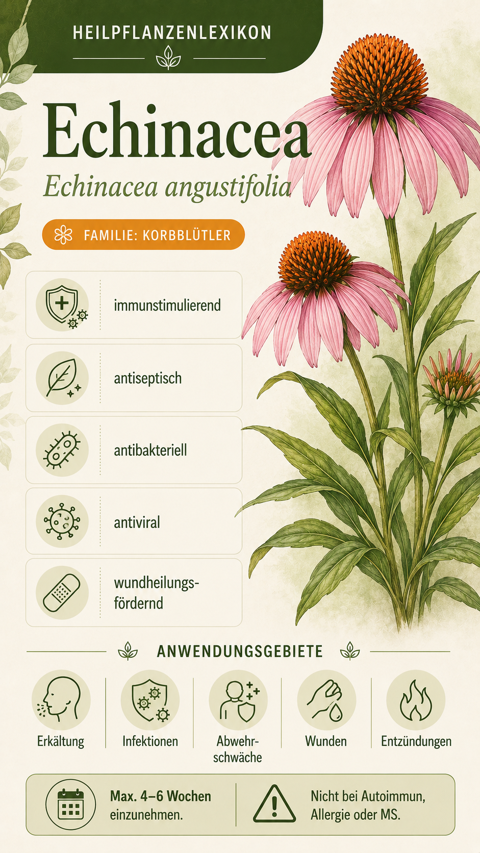 Echinacea: Eigenschaften, Anwendung & Wirkung