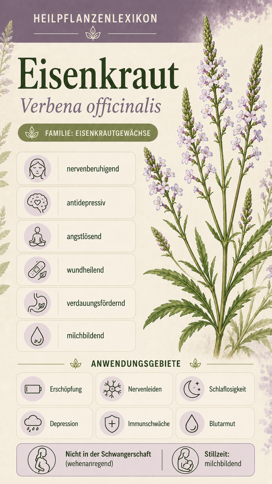 Eisenkraut: Eigenschaften, Anwendung & Wirkung