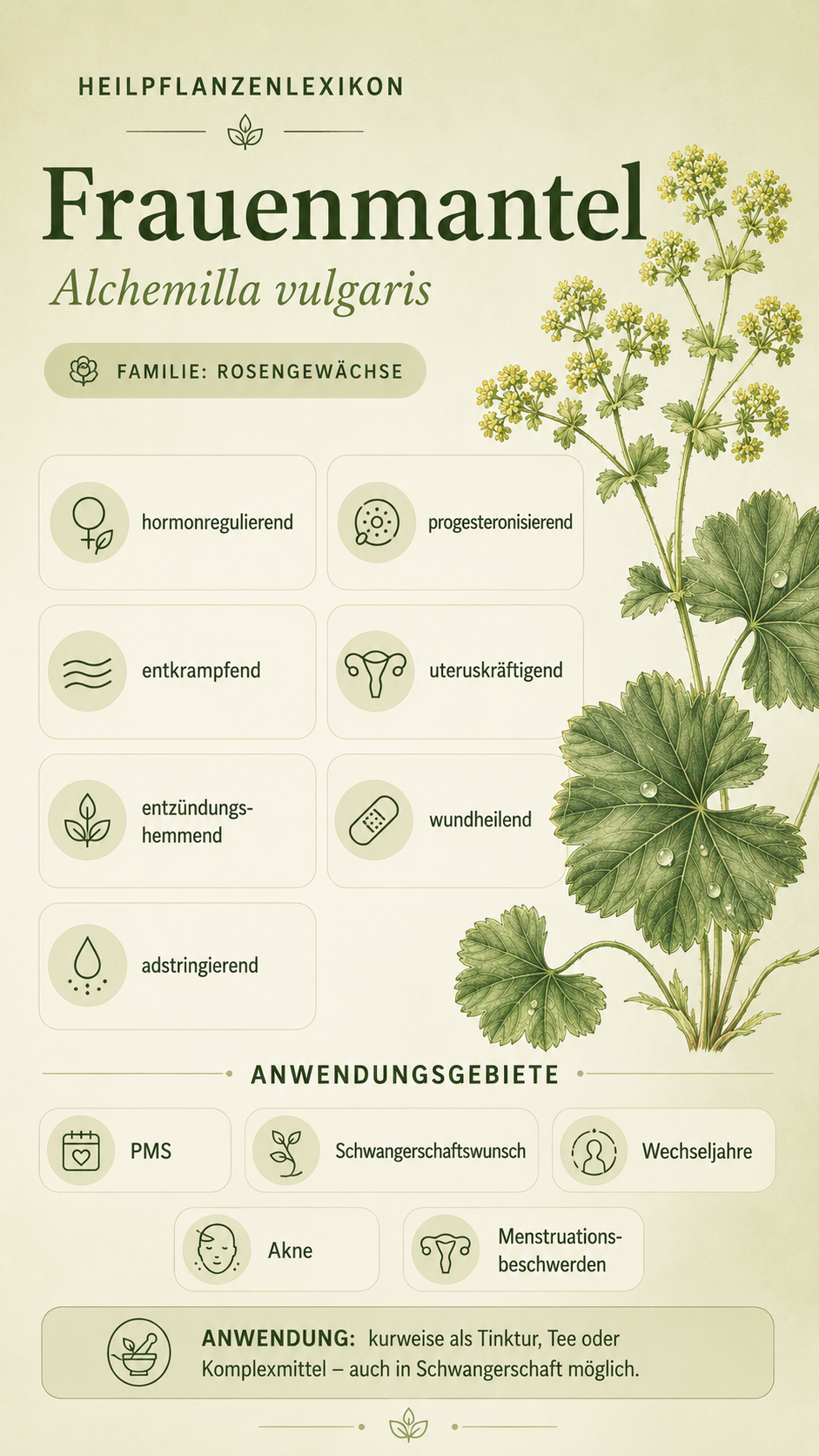 Frauenmantel: Eigenschaften, Anwendung & Wirkung
