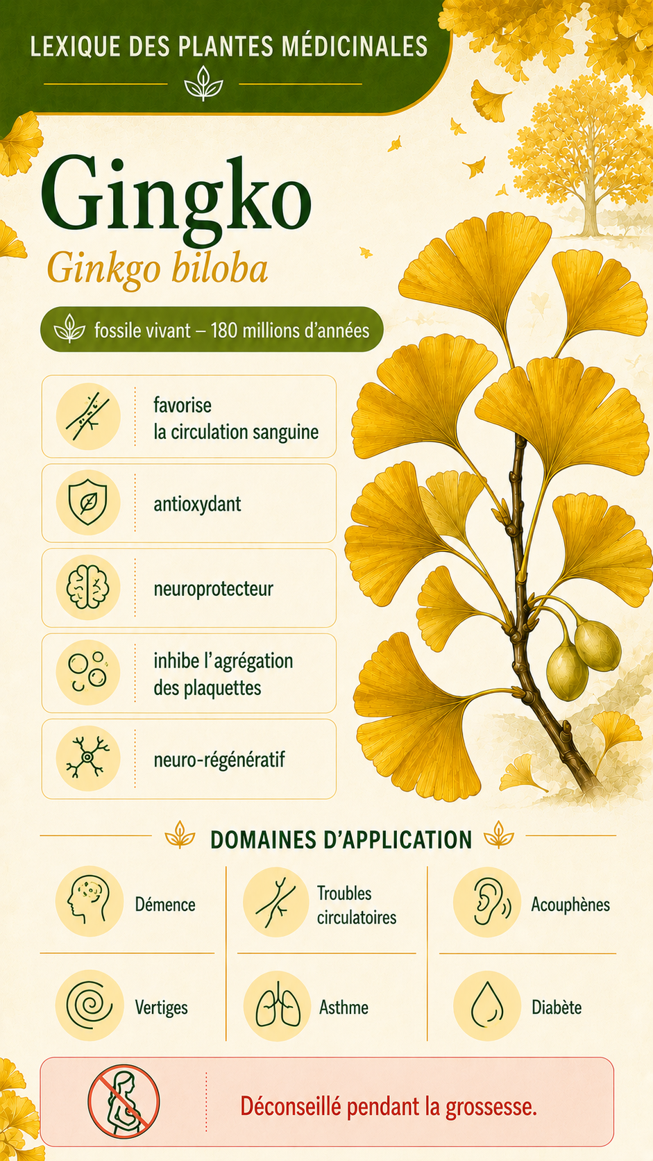Le ginkgo : propriétés, utilisation et effets