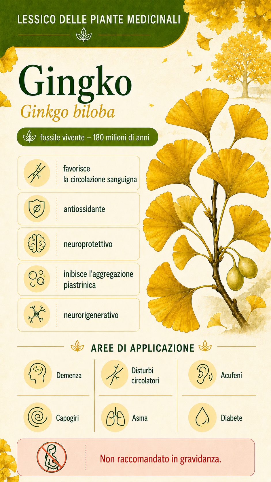 Albero di ginkgo: proprietà, uso ed effetti