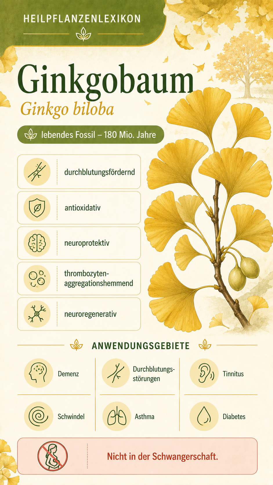 Ginkgobaum: Eigenschaften, Anwendung & Wirkung