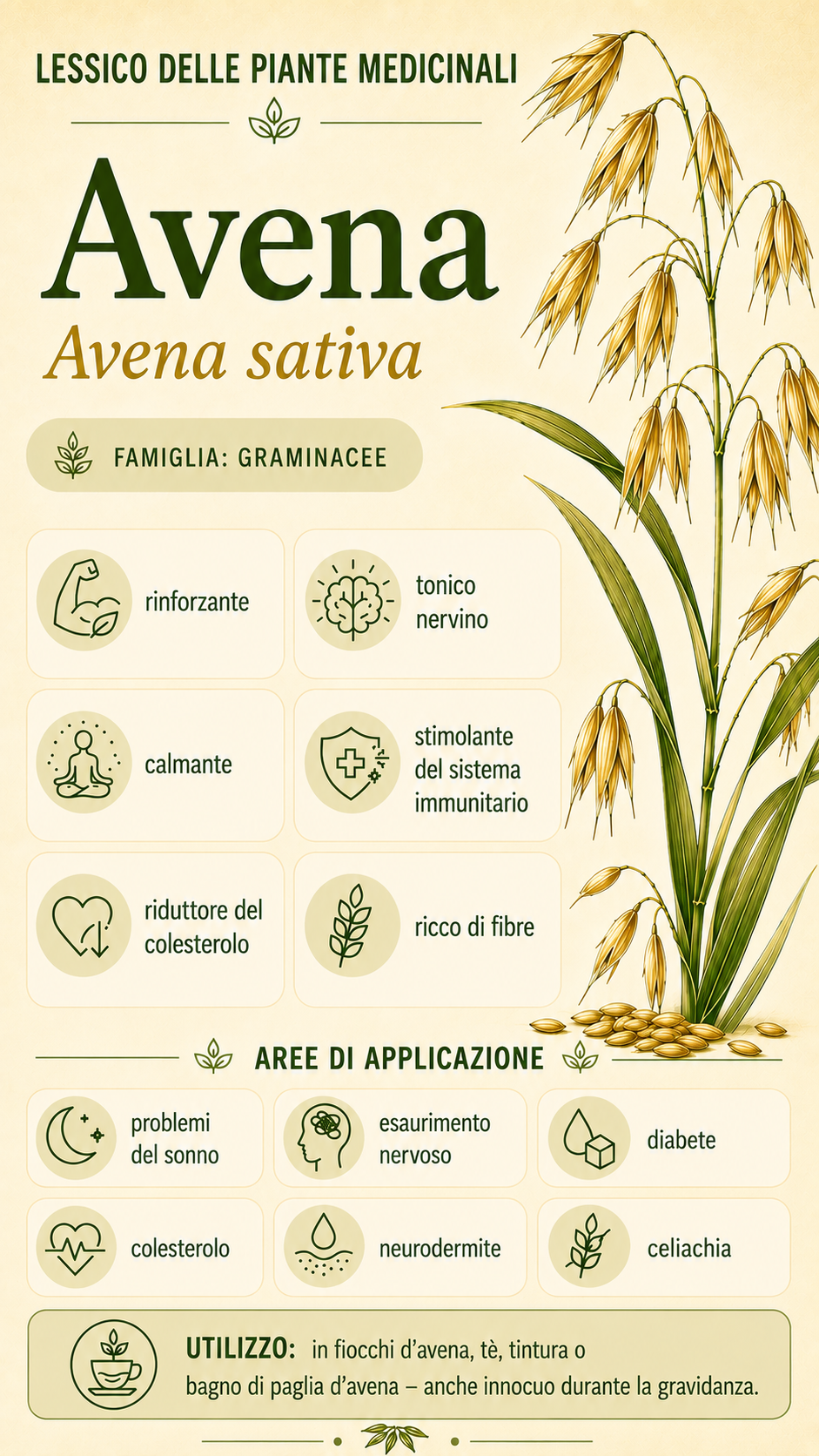 Avena: proprietà, uso ed effetti