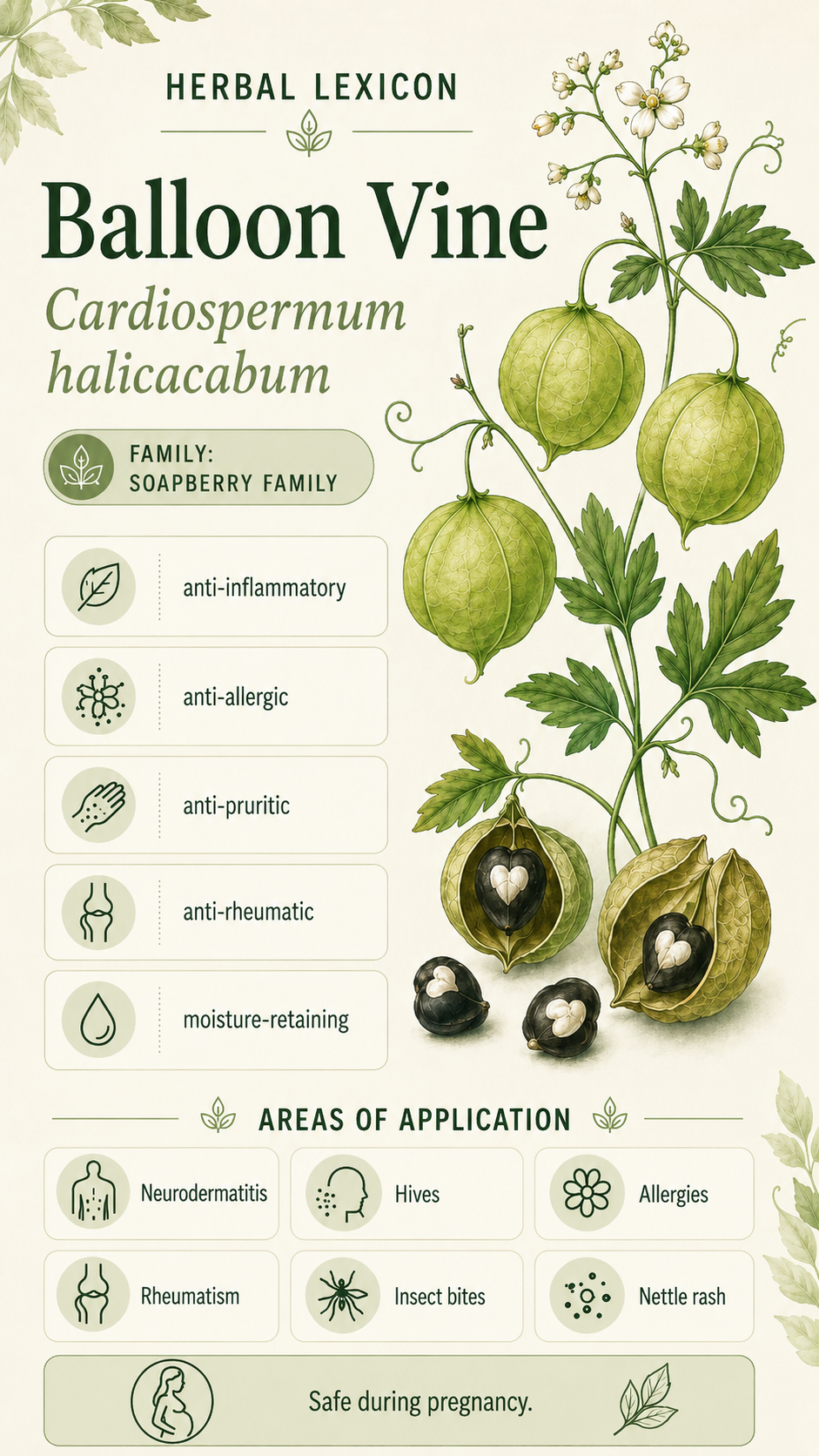 Heart Seeds: Properties, Uses & Effects
