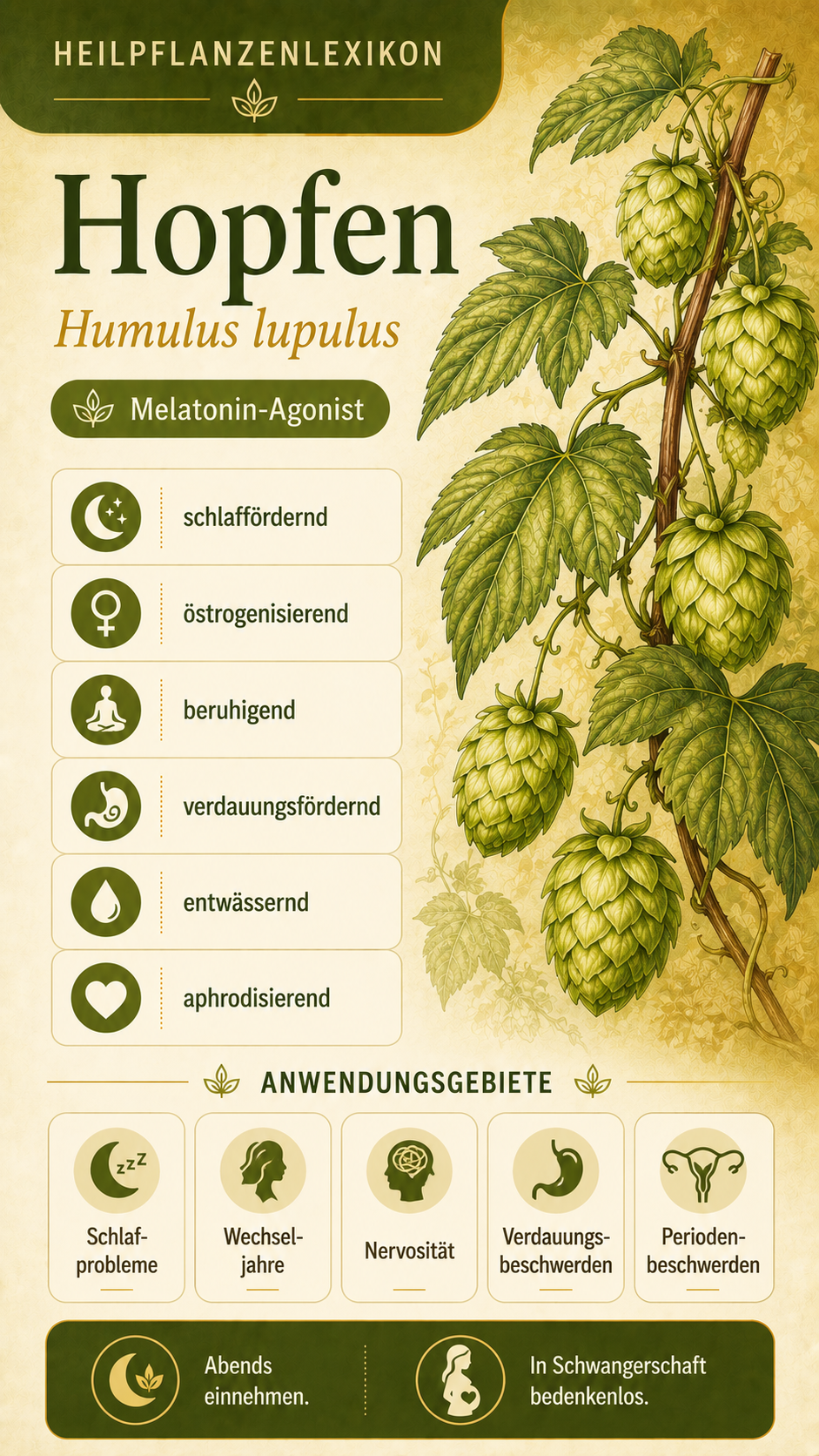 Hopfen: Eigenschaften, Anwendung & Wirkung