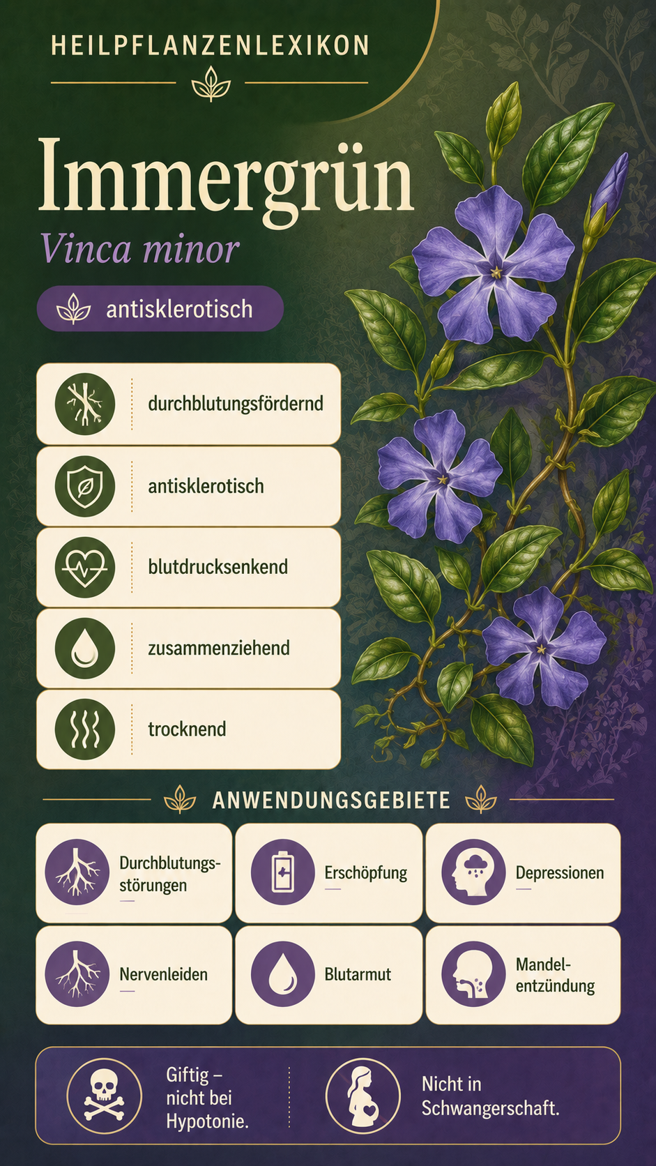 Immergrün: Eigenschaften, Anwendung & Wirkung