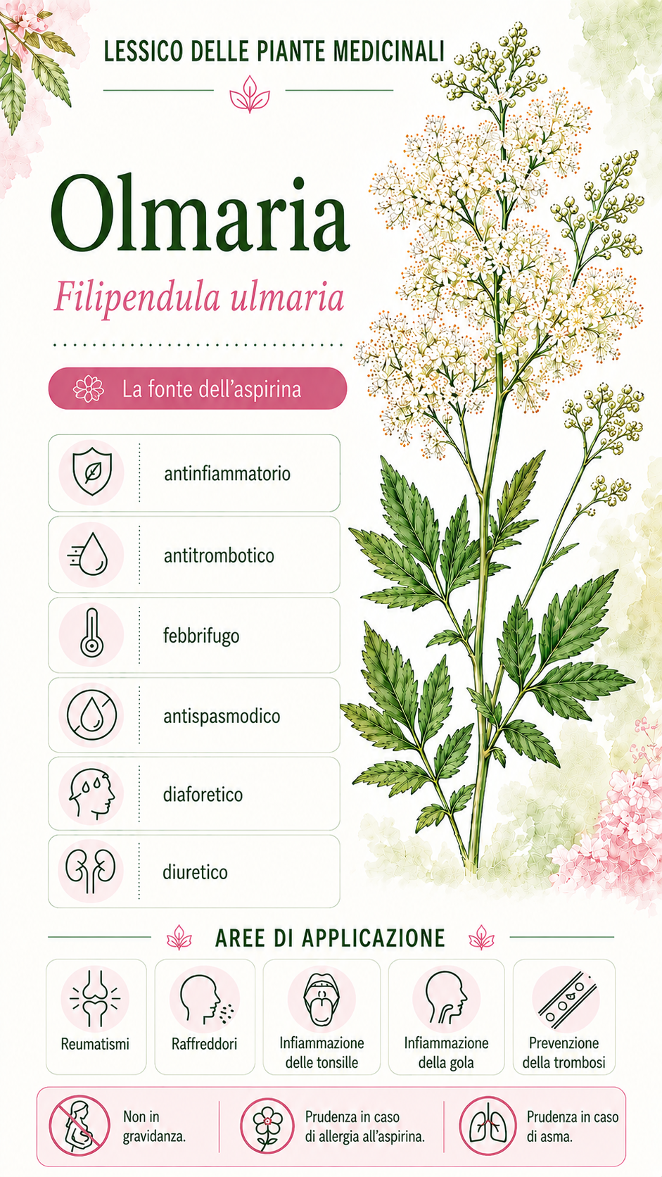 Olmaria vera: proprietà, uso ed effetti
