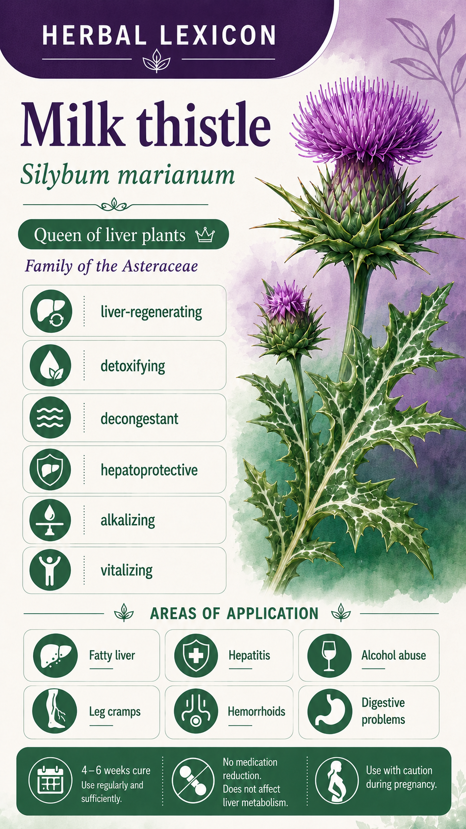 Milk Thistle: Properties, Uses, and Effects