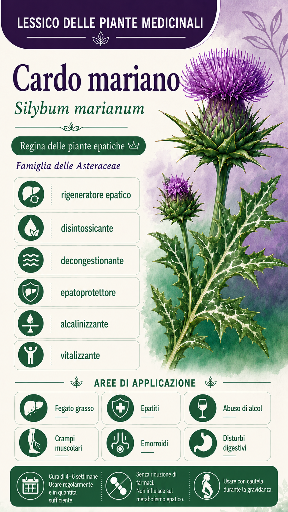 Cardo mariano: proprietà, uso ed effetti