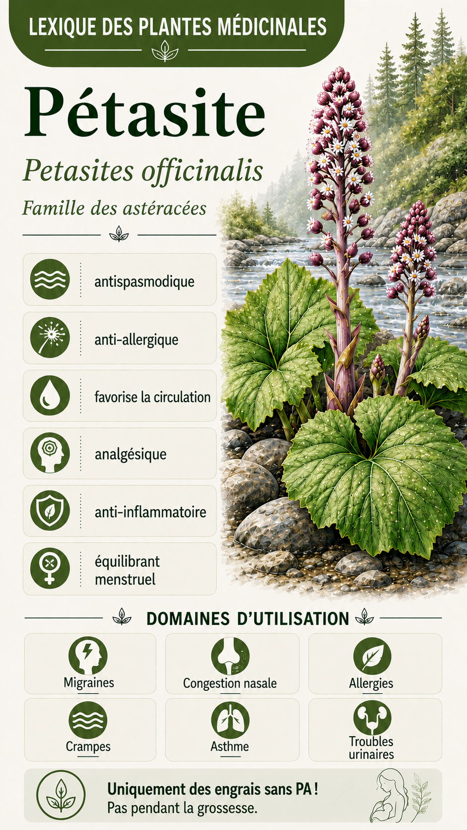 Pétasite : propriétés, utilisation et effets