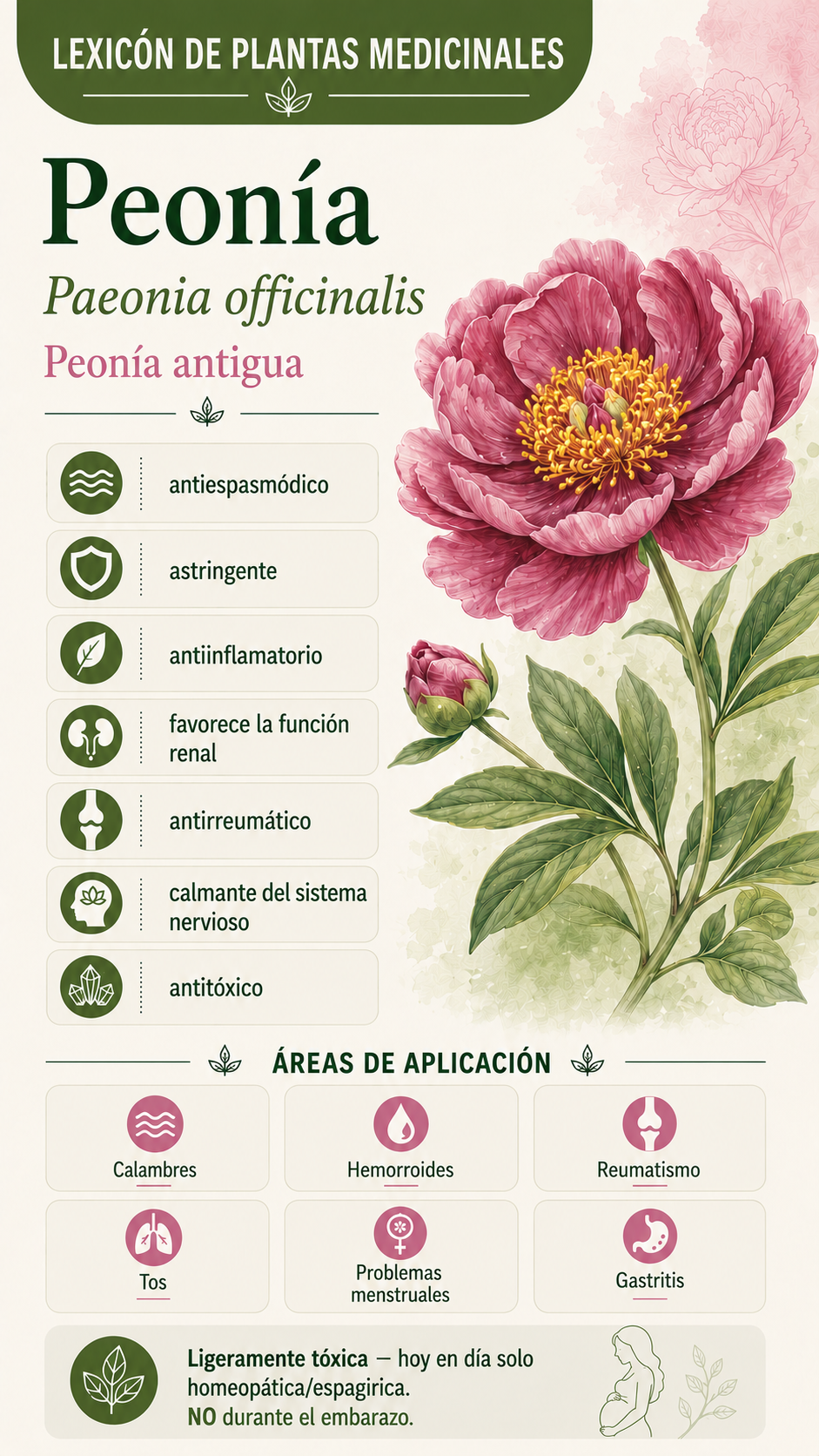 Peonía: propiedades, usos y efectos