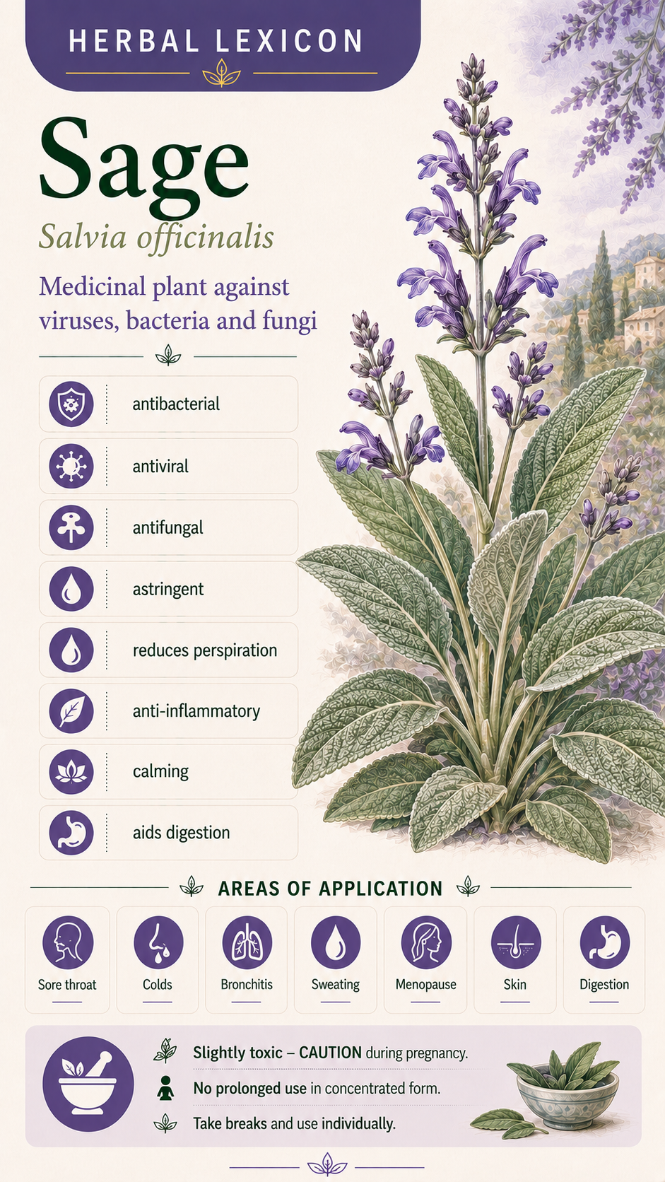 Sage: Properties, Uses, and Effects