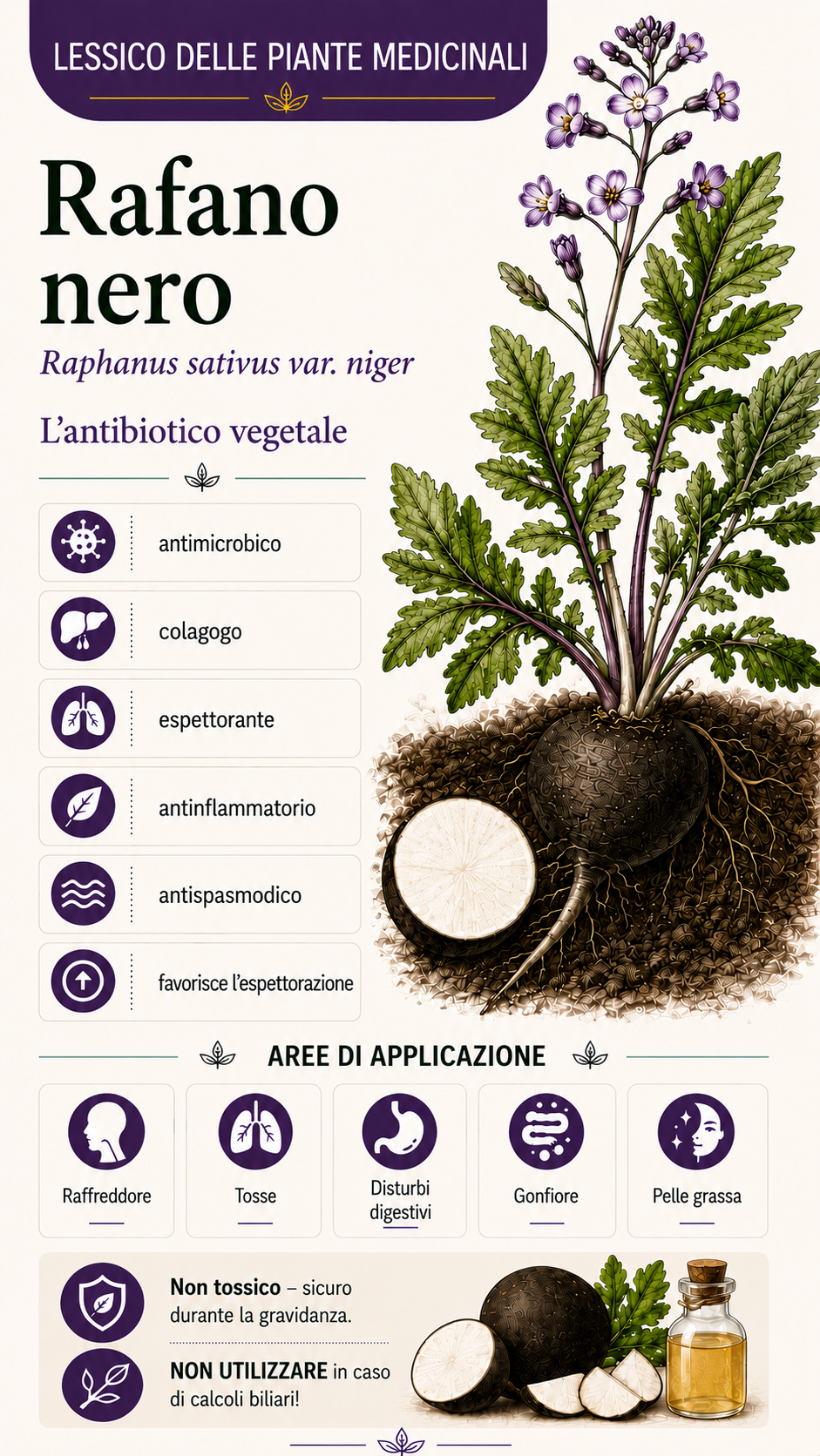 Ravanello nero: proprietà, uso ed effetti