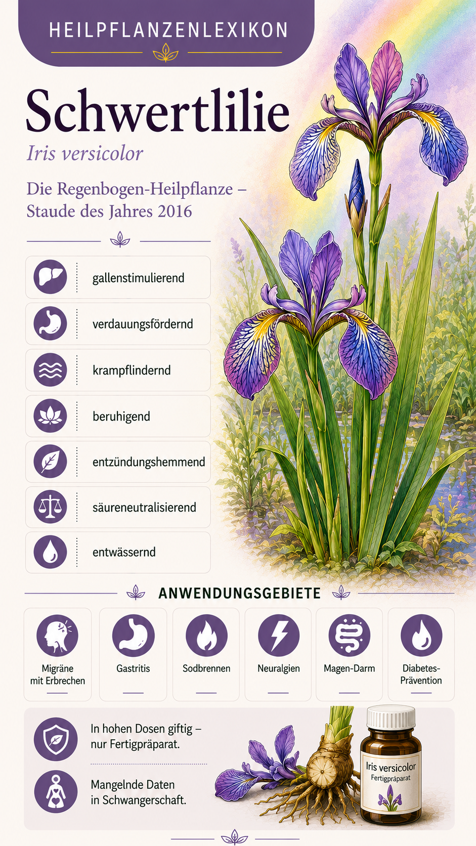 Schwertlilie: Eigenschaften, Anwendung & Wirkung