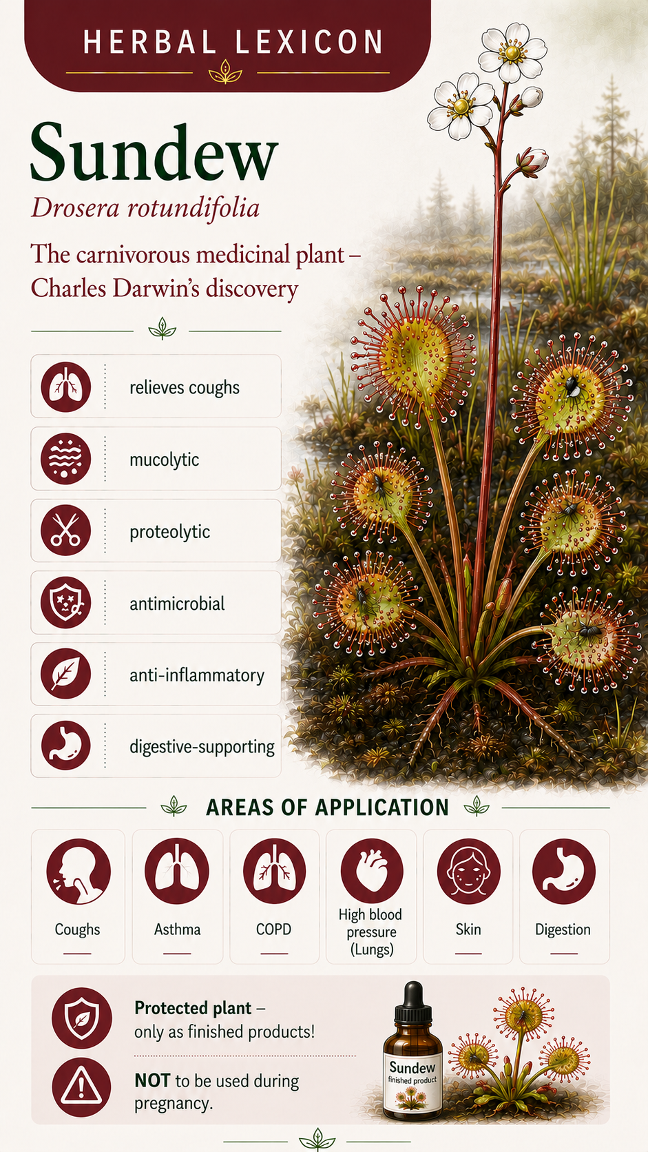 Sundew: Properties, Uses, and Effects