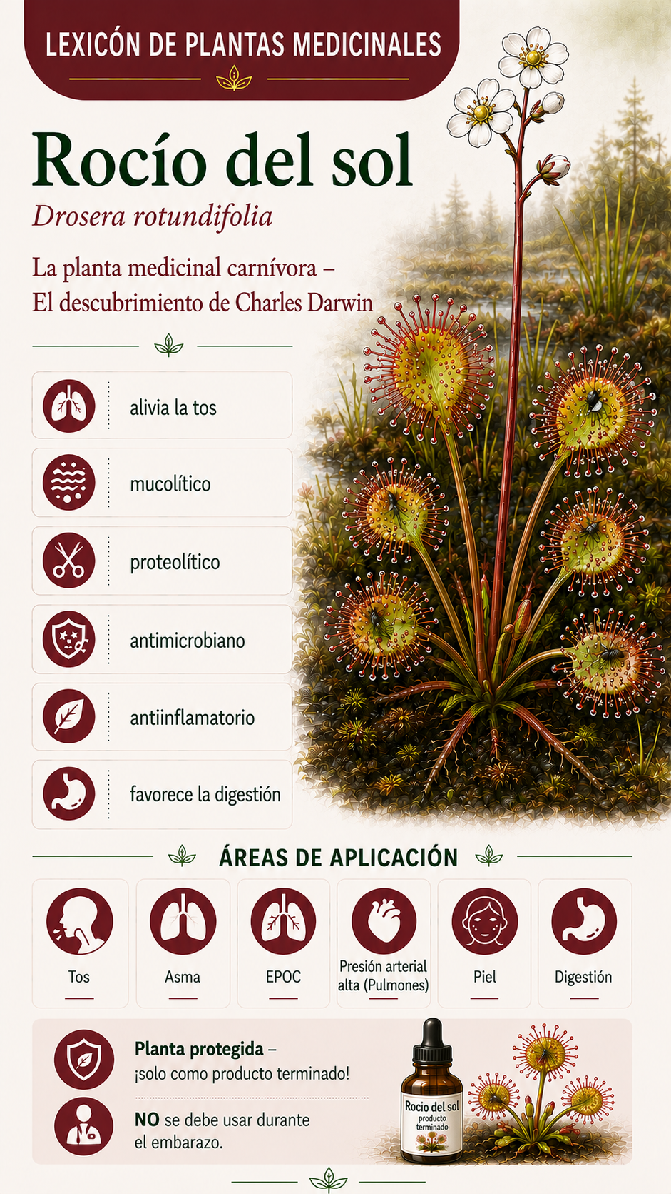Drosera: propiedades, usos y efectos