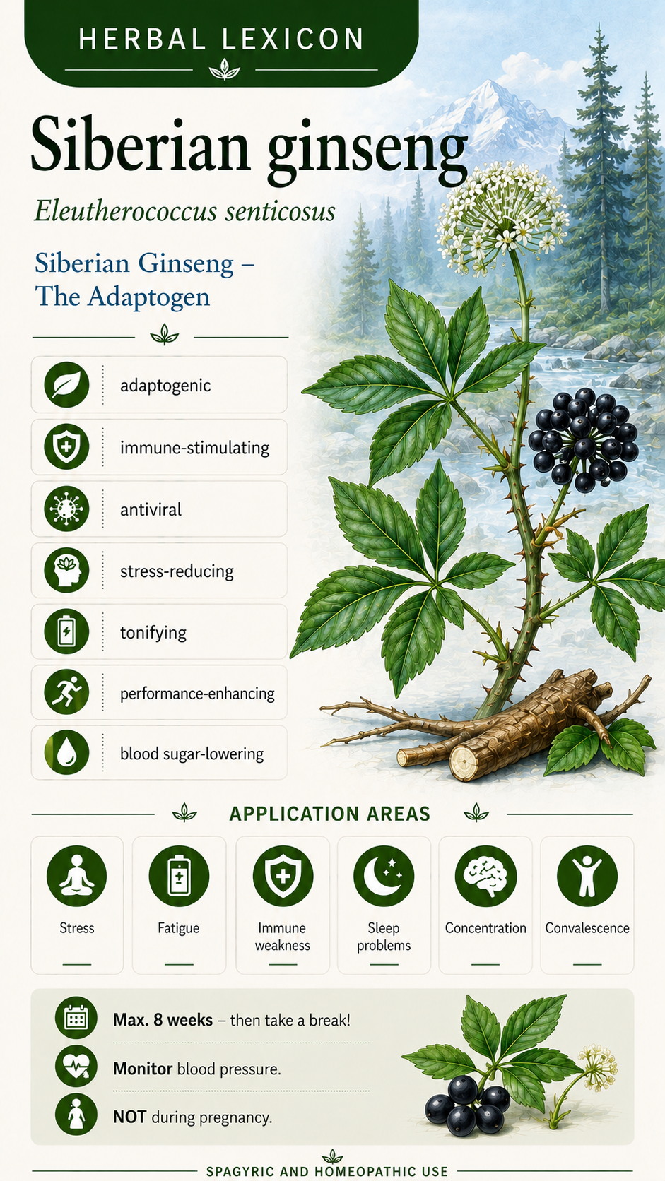 Taiga Root: Properties, Uses, and Effects