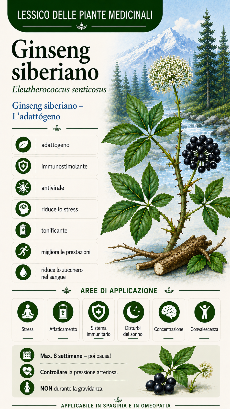 Radice di taiga: proprietà, uso ed effetti