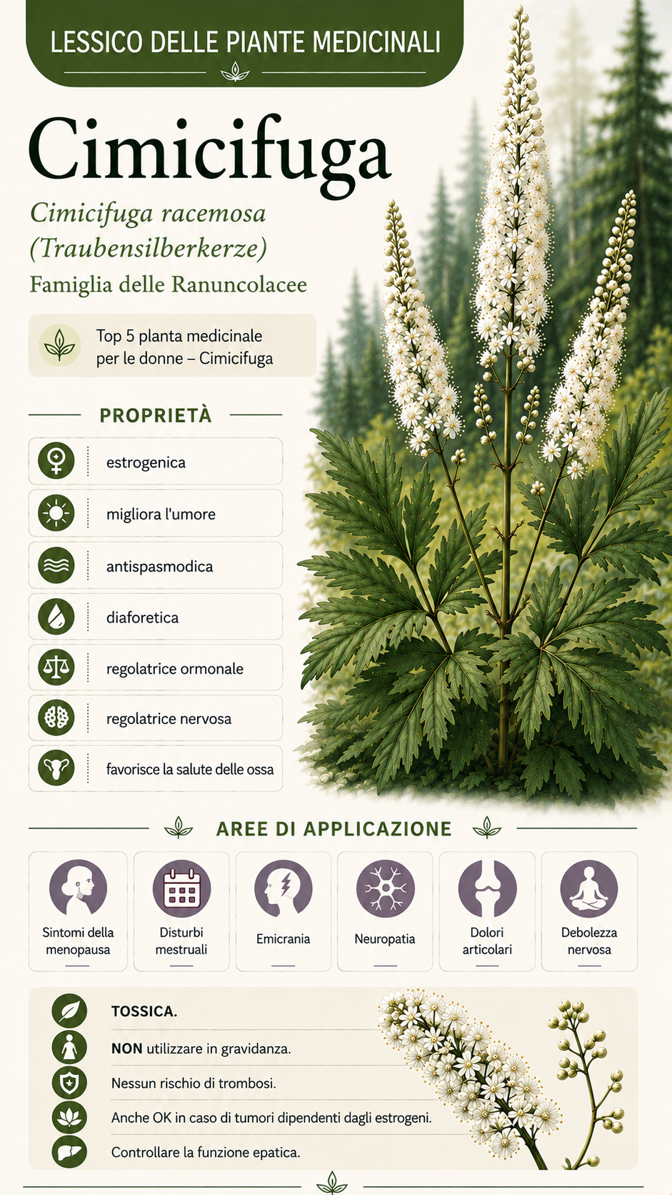 Cimicifuga (Cimicifuga racemosa): proprietà, uso ed effetti