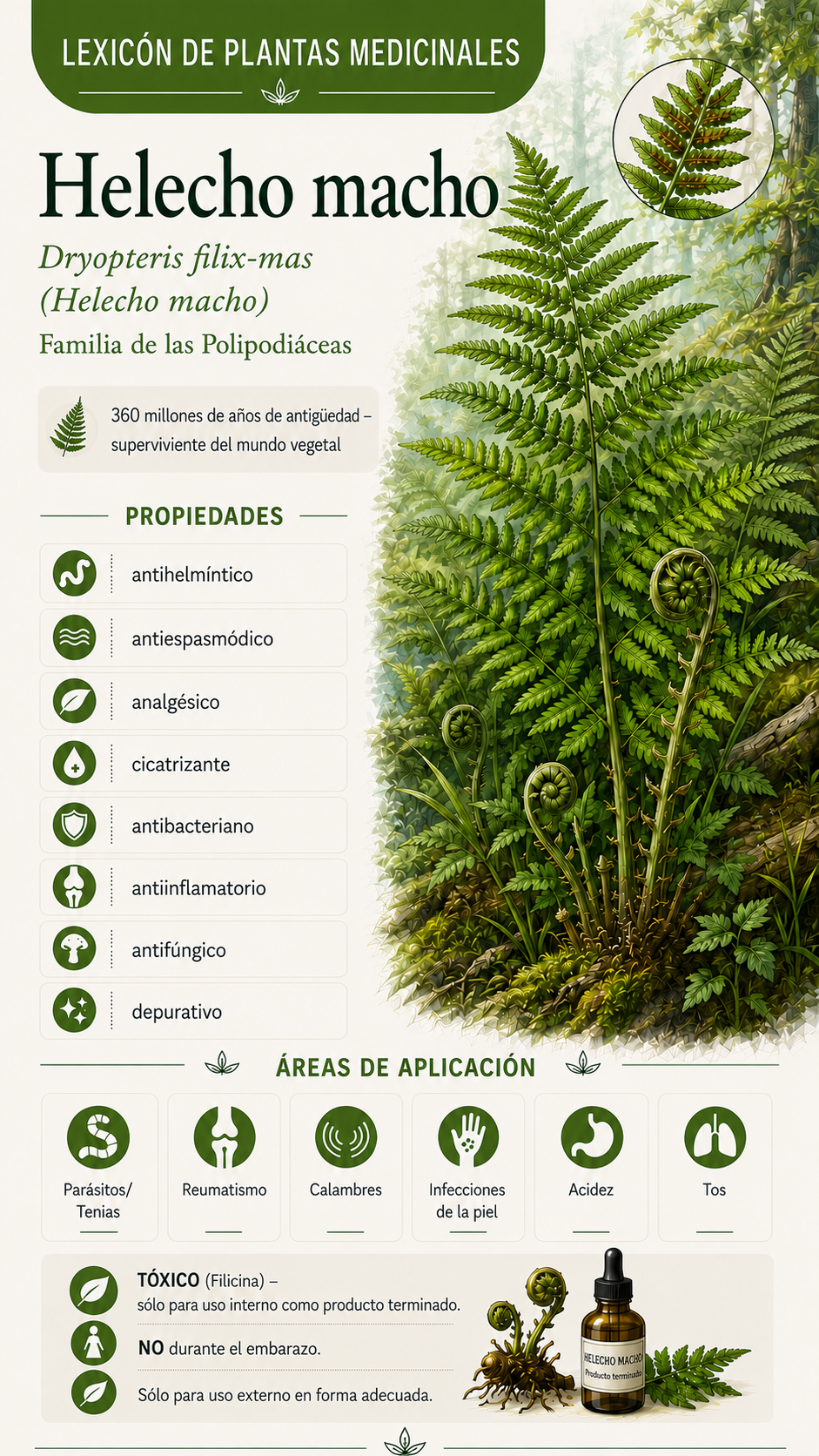 Helecho macho (Dryopteris filix-mas): propiedades, usos y efectos