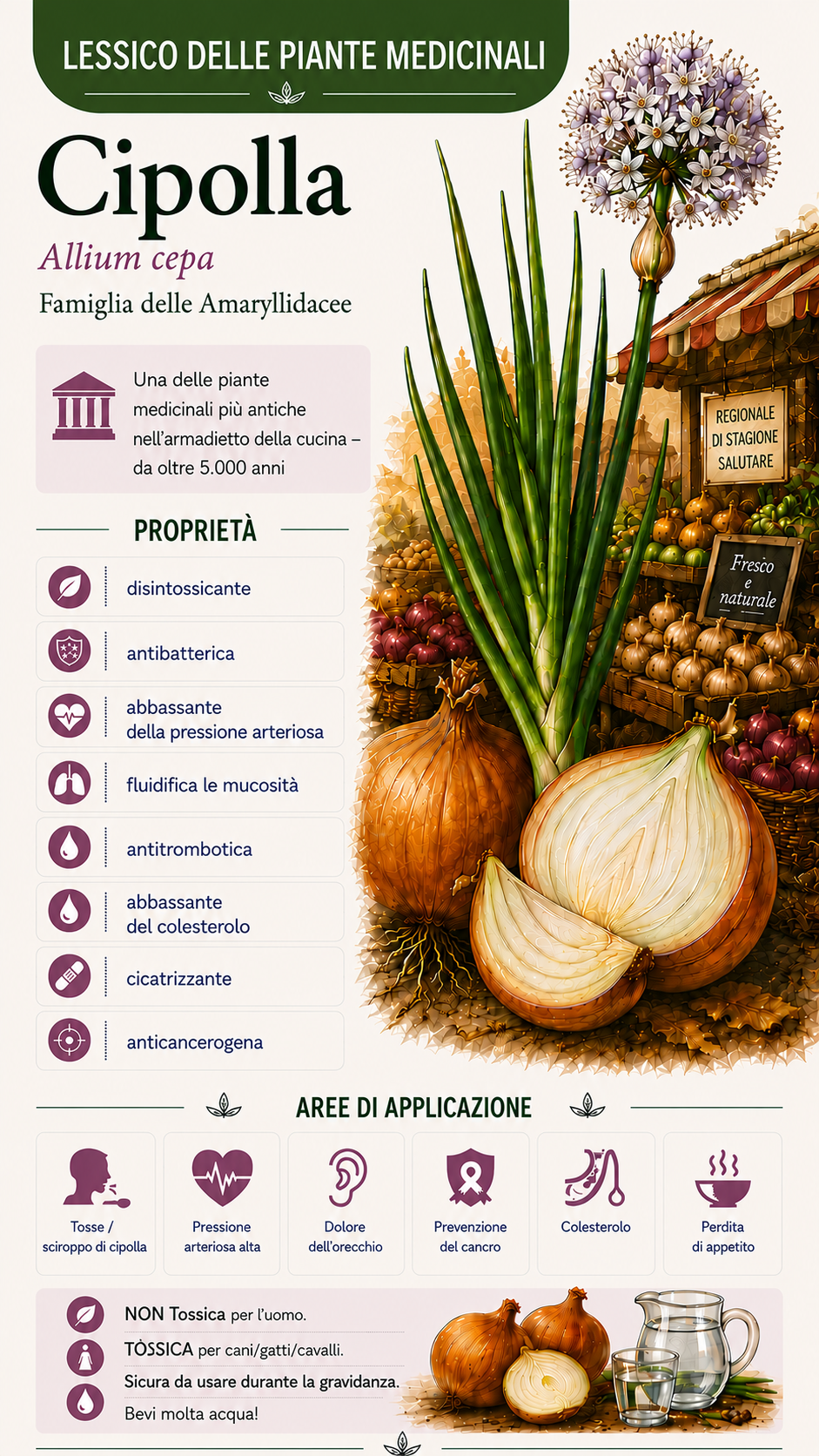 Cipolla (Allium cepa): proprietà, uso ed effetti