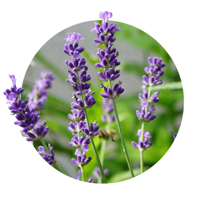Lavendel