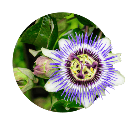 Passionsblume