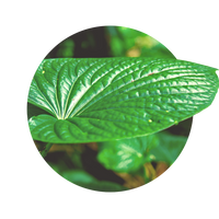 Kava-Kava