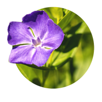 Immergrün
