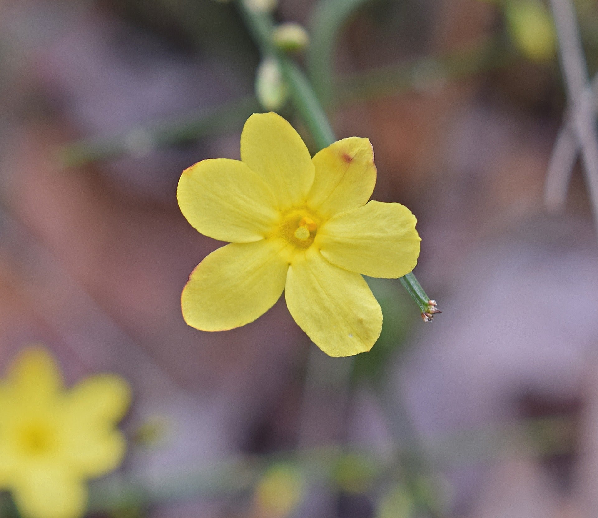 Wilder Jasmin