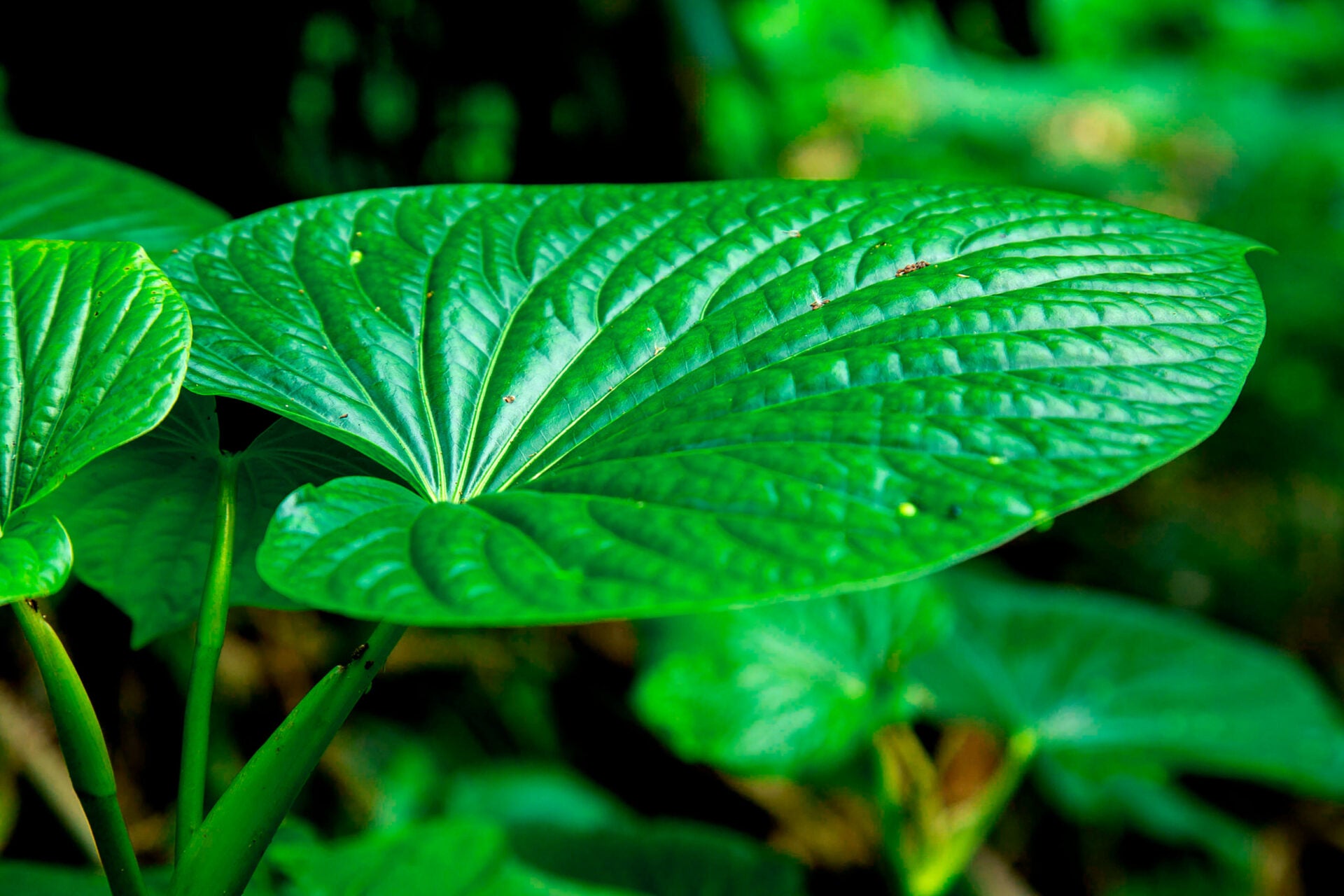 Kava-Kava