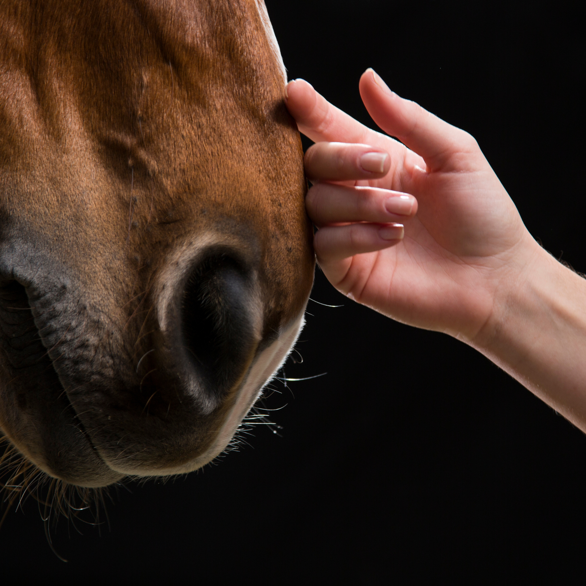 Warum Gesundheit beim Pferd oft im Darm beginnt