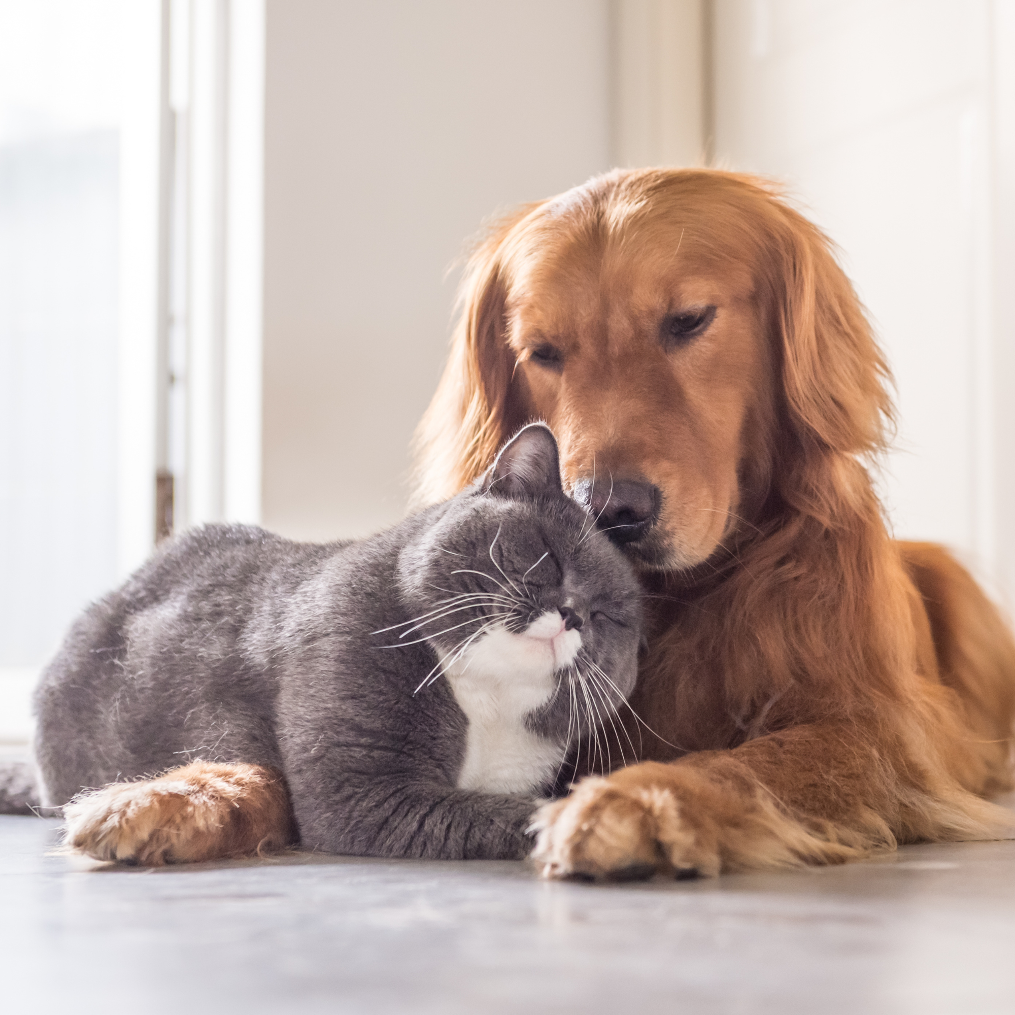 Naturheilkunde für Tiere: Die Kraft der Heilpflanzen richtig nutzen