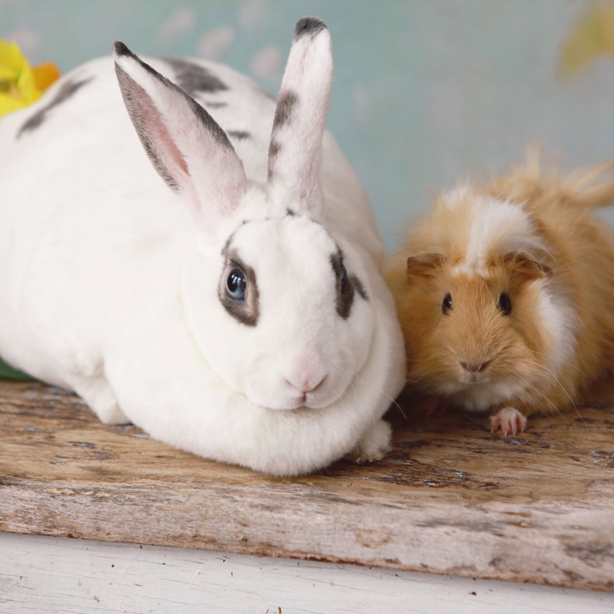 Naturheilkunde für Kleintiere: Was Kaninchen und Meerschweinchen gesund hält